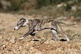 WHIPPET 140